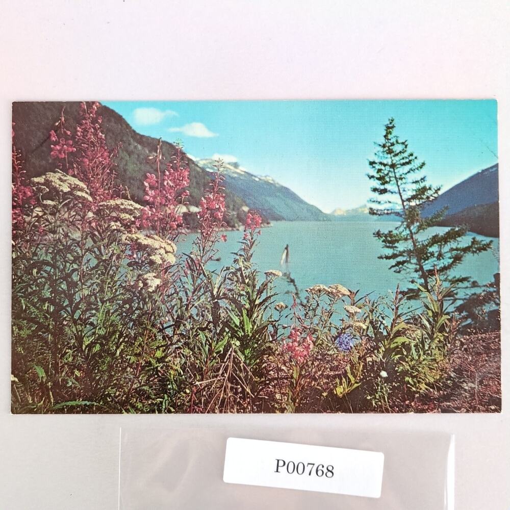 Fireweed Flower Alaska Vintage 1960s Postcard Dexter Dedman's Photo Shop